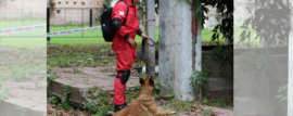 Certificación de Brigadas Caninas en Chaco